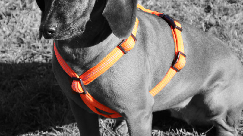 Das ideale Brustgeschirr ist an 5 Punkten verstellbar für eine optimale Anpassung