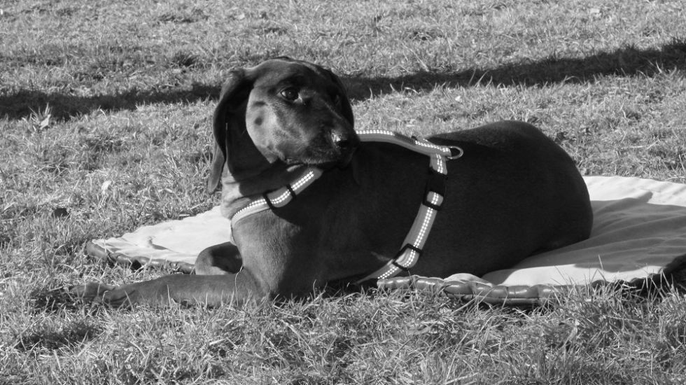 Die Decke ist der Rückzugsort für den Hund.