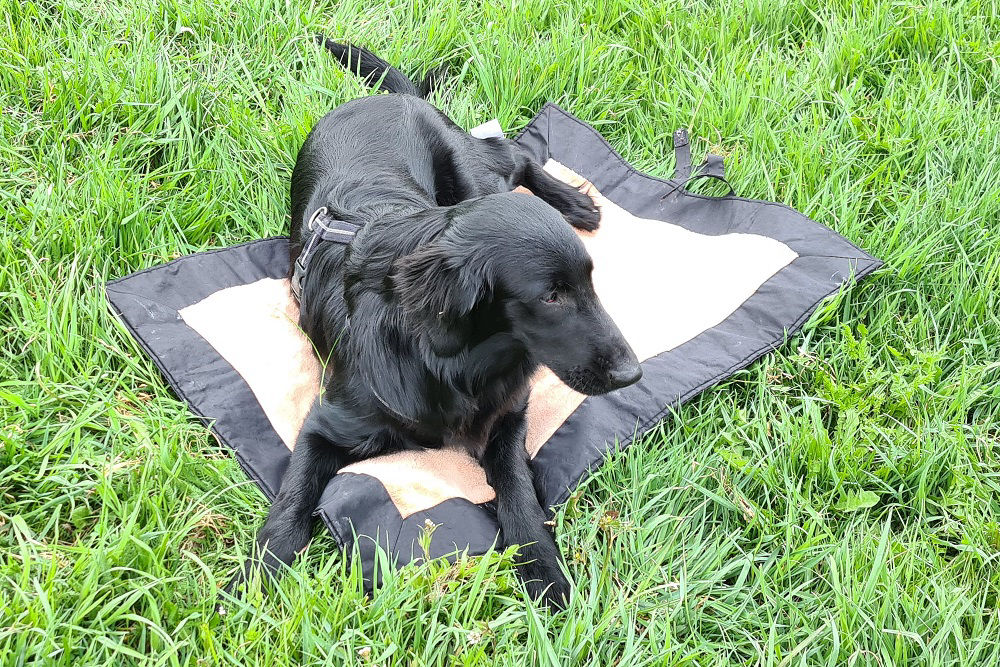 Auf der Decke ist der Hund entspannt und ohne Auftrag.
