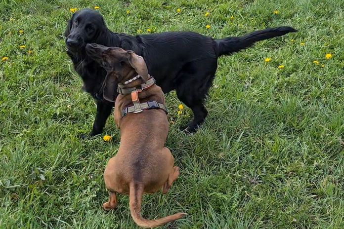 Hunde treffen andere Hunde. Diese Begegnungen sind wichtig.