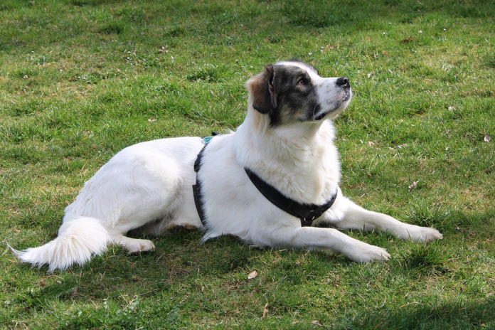 Schutzhunde für Herden sind schön aber anspruchsvoll.