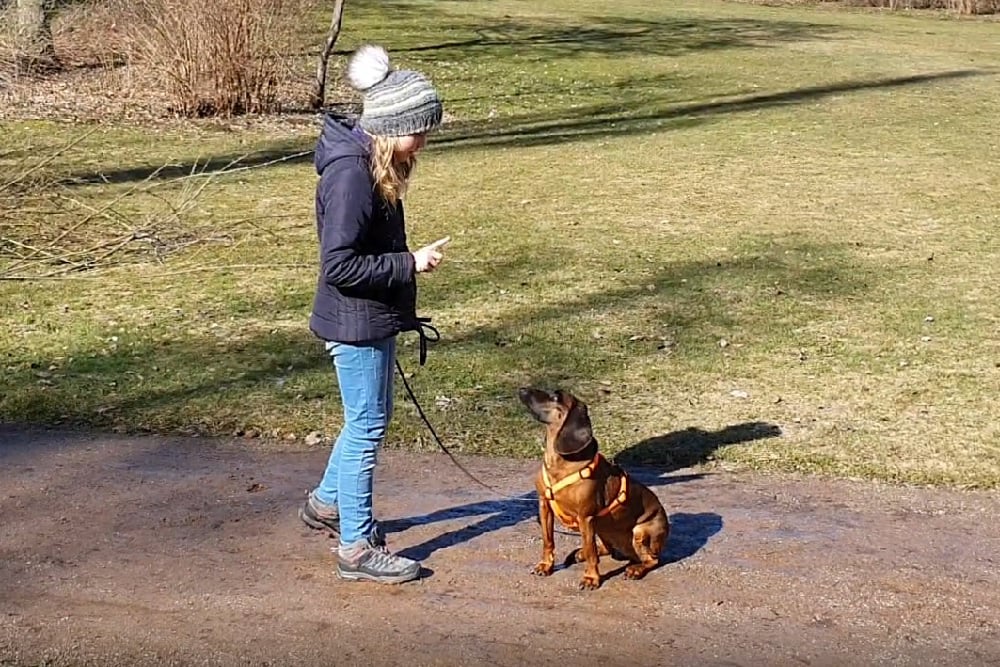 Kinder und Hunde haben besondere Anforderungen.
