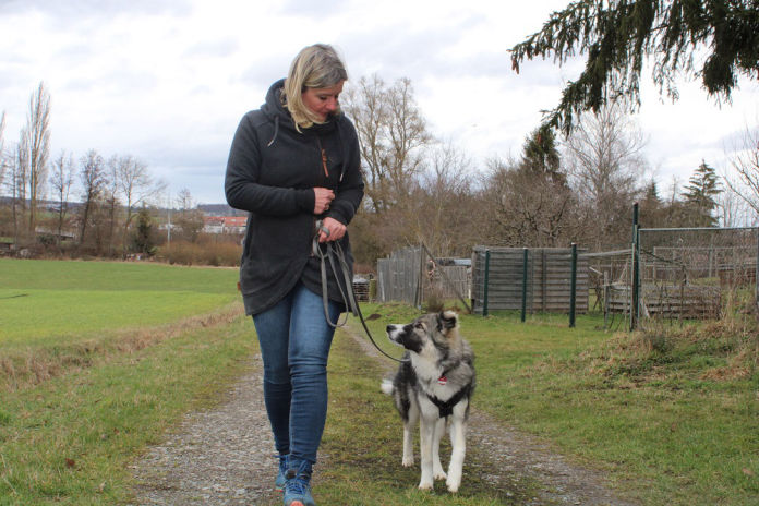 Für die Arbeit an der Leine ist eine 3 Meter lange Lederleine gut geeignet.